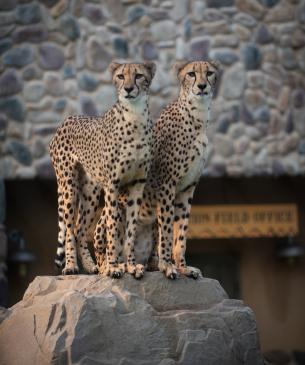 Cheetahs on rock