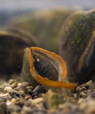 Freshwater mussel displaying its "lure"