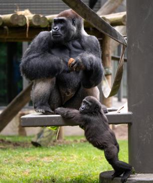 Silverback and baby western lowland gorilla
