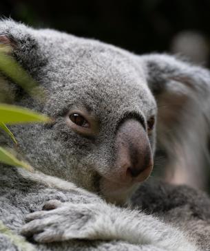 Koala holding her joey