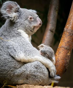 Koala mom and joey sitting in a tree