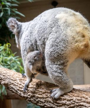 Koala Joey hanging onto mom's belly 