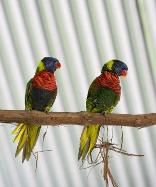 Two Lorikeets