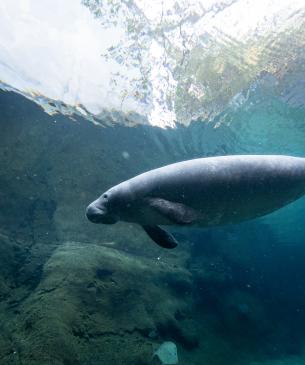 Young manatee