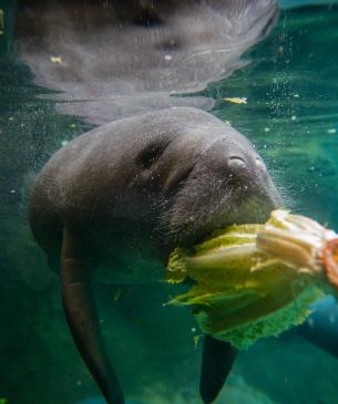 Young manatee eating romaine lettuce 