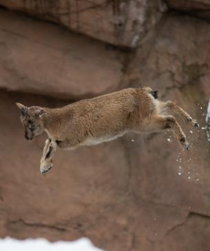 Markhor jumping off a rock