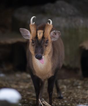 Reeves muntjac with tongue out