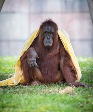 Bornean orangutan sitting with blanket