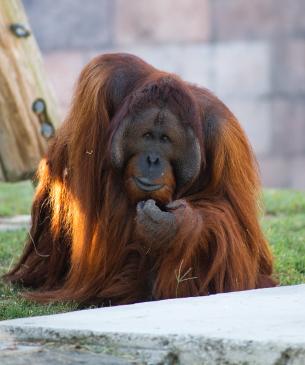 Bornean orangutan foraging for food