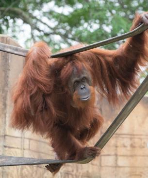 Bornean orangutan climbing firehose
