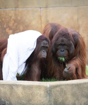 Bornean orangutans foraging for food
