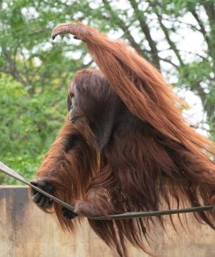 Bornean orangutan balancing on firehose