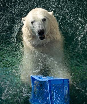 Polar bear playing with enrichment