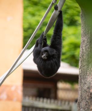 Siamang Tamarack, hanging on fire hose in habitat