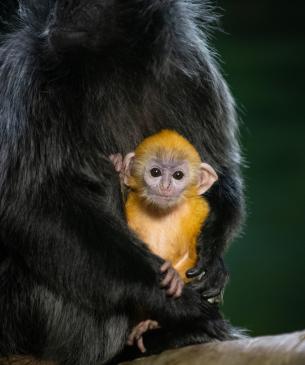 Baby langur
