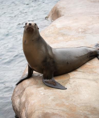Female sea lion sitting on a rock