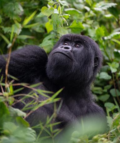 Photo of a mountain gorilla, looking up