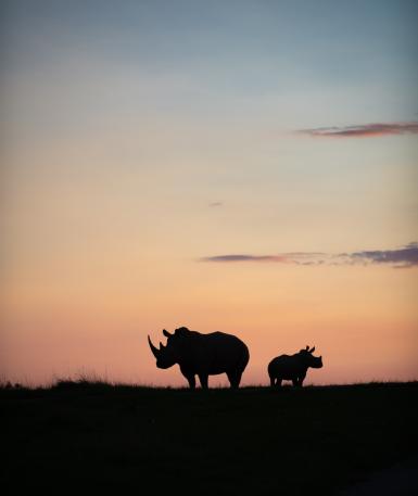 Image of a two white rhinos silhouetted by the dusky sunset