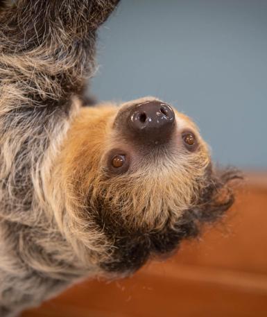 Image of a two-toed sloth, from shoulders up, facing upside-down