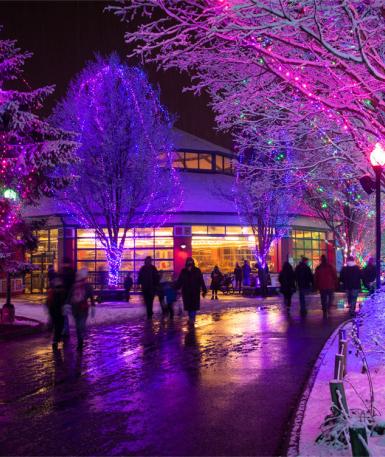 Image of a wintery scene with trees decked in purple and magenta lights, near the Marketplace Gift Shop