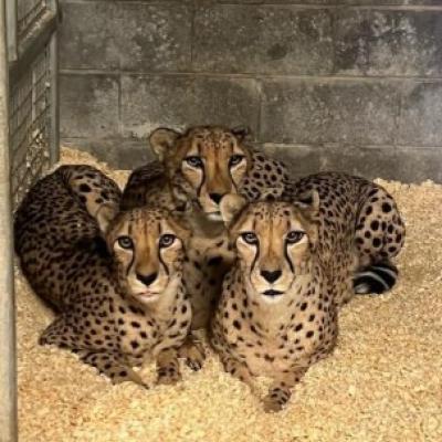 Debbie, Bob, Frances