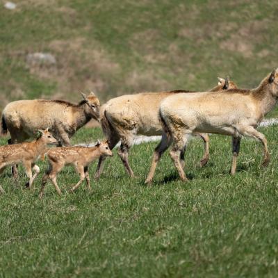 Pere David's deer fawns with their mothers in pasture at The Wilds