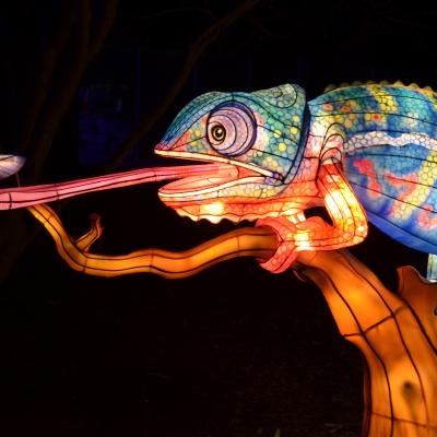 iguana lantern