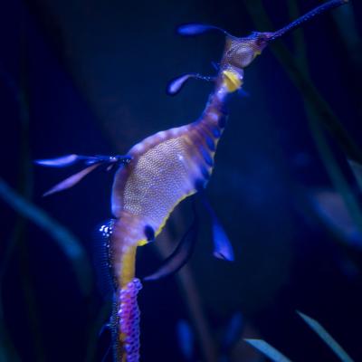 Weedy Seadragon Eggs - Grahm S. Jones, Columbus Zoo and Aquarium