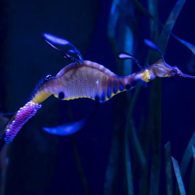 Weedy Seadragon Eggs - Grahm S. Jones, Columbus Zoo and Aquarium