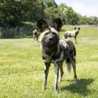 painted dog