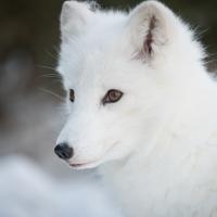 arctic fox