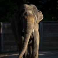 Asian elephant at the Columbus Zoo