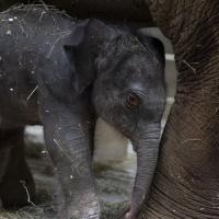 baby elephant under mother
