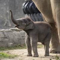 baby elephant at the Columbus Zoo