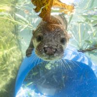 otter in water