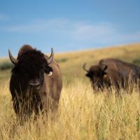 bison in pasture