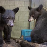 black bear cubs at columbus zoo