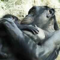 mother bonobo holding baby