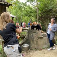 zoo employee taking pictures of guests with red pandas