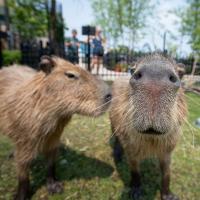 capybaras at Columbus Zoo