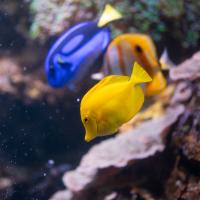 Fish at the Columbus Zoo and Aquarium