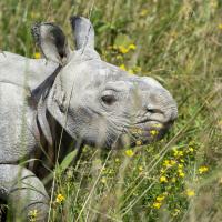baby rhino at The Wilds