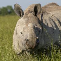 Greater one-horned rhino stands in pasture