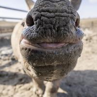 rhino boops