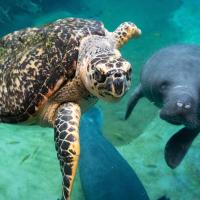 sea turtle and manatee