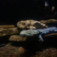 hellbender in water