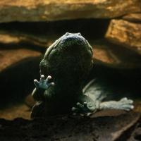 hellbender in water