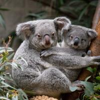 two koalas snuggling in tree