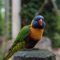 lorikeet
