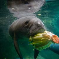 manatee munching on head of lettuce